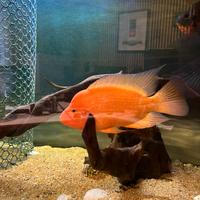 Amphilophus citrinellus ciclide americano