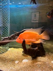 Amphilophus citrinellus ciclide americano