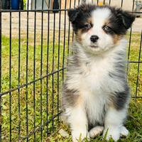 Cuccioli di pastore australiano