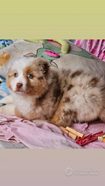 Australian shepherd cucciola pedigree