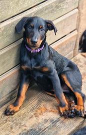 Cucciola BEAUCERON
