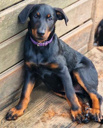 Cucciola BEAUCERON
