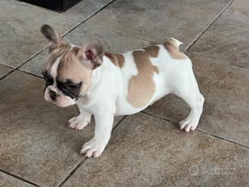 Bulldog francese cucciola