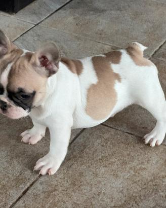 Bulldog francese cucciola