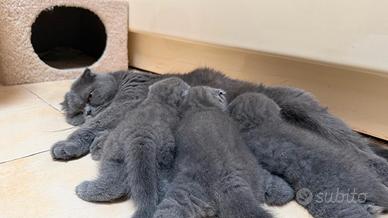 Gattini Scottish Fold Blue
