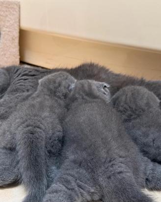 Gattini Scottish Fold Blue