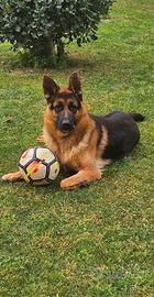 Pastore Tedesco 14 mesi