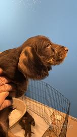 Bassotti a pelo duro