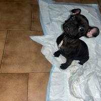 Bulldog francese originale