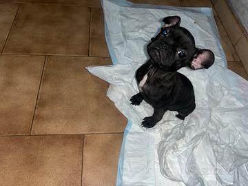 Bulldog francese originale