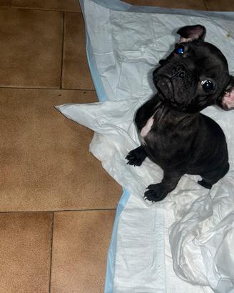 Bulldog francese originale