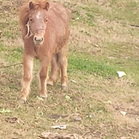 Mini pony