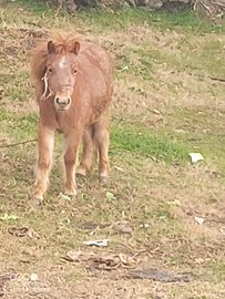 Mini pony