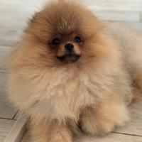 Spitz Tedesco (Volpino di Pomerania) con Pedigree