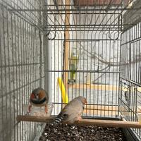 Diamantini mandarini