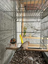 Diamantini mandarini