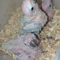 Pulli conuro del sole