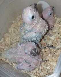 Pulli conuro del sole