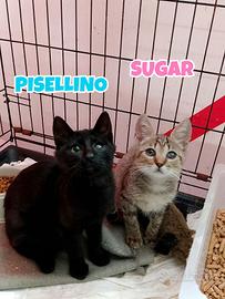 Pisellino e Sugar gattini di 3 mesi 