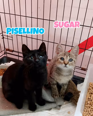 Pisellino e Sugar gattini di 3 mesi 