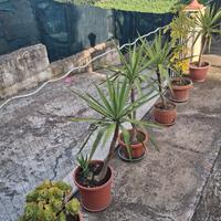 PIANTE SEI CON PALMA MEDIE E PIANTE GRASSE