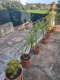 PIANTE SEI CON PALMA MEDIE E PIANTE GRASSE