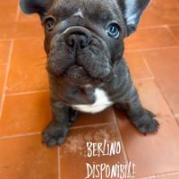 Cucciolo di bulldog francese
