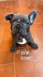 Cucciolo di bulldog francese