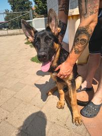 cucciolo Pastore tedesco con pedigree ENCI 