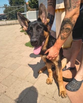 cucciolo Pastore tedesco con pedigree ENCI 