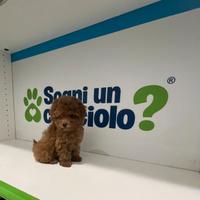 Barboncino mini toy red rosso con pedigree