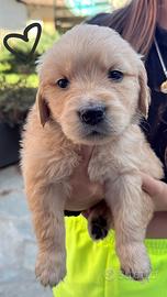 Cuccioli golden retriever