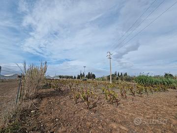 Lotto agricolo piantumato e recintato