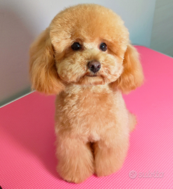 Barboncino Mini Toy per Monta