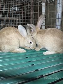 Conigli nostani 5 mesi