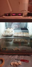 Incubatrice automatica tartarughe e rettili