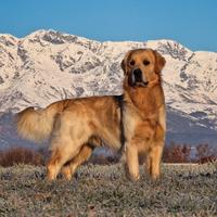 PEDRO - Golden retriever per accoppiamento
