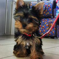Yorkshire terrier