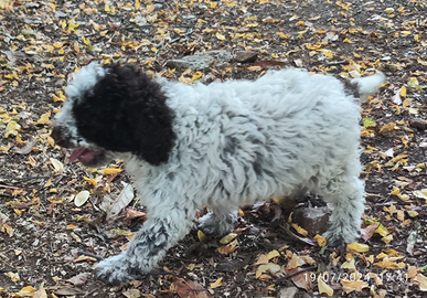 Cuccioli Lagotto romagnolo