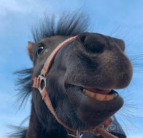 Cavallo in fida