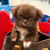 Chihuahua TOY TEACUP