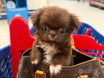 Chihuahua TOY TEACUP