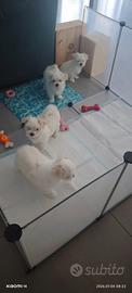 Cuccioli di maltese