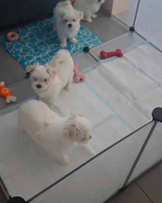 Cuccioli di maltese