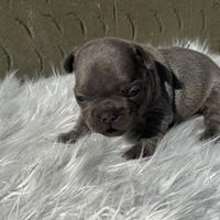 Bulldog francesi blu tan merle