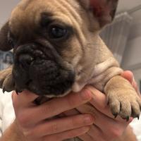 Cuccioli bulldog francese