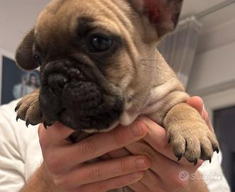 Cuccioli bulldog francese