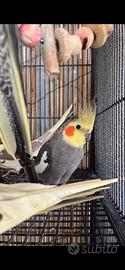 Calopsitta maschio