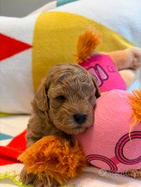 Cuccioli di barboncino toy