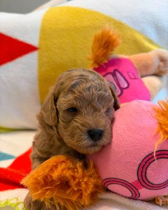Cuccioli di barboncino toy
